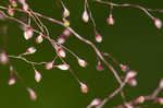 Cypress panicgrass